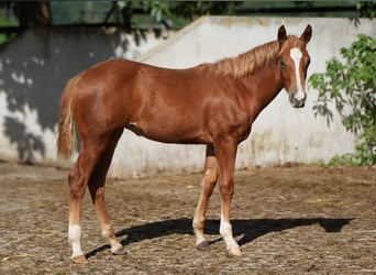 Caballo cuarto de milla, Yegua, 2 años, Alazán