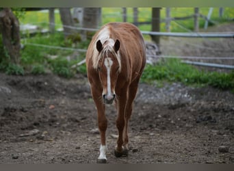 Caballo cuarto de milla, Yegua, 2 años, Alazán