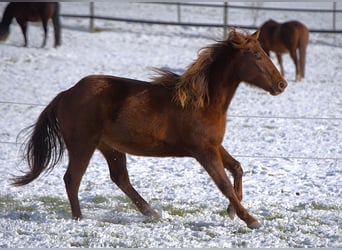 Caballo cuarto de milla, Yegua, 2 años, Alazán