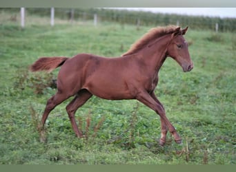 Caballo cuarto de milla, Yegua, 2 años, Alazán