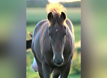 Caballo cuarto de milla, Yegua, 2 años, Alazán