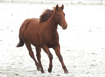 Caballo cuarto de milla, Yegua, 2 años, Alazán