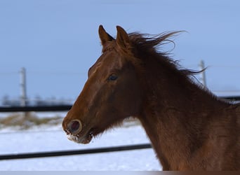 Caballo cuarto de milla, Yegua, 2 años, Alazán