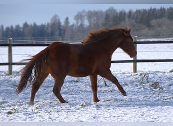 Caballo cuarto de milla, Yegua, 2 años, Alazán