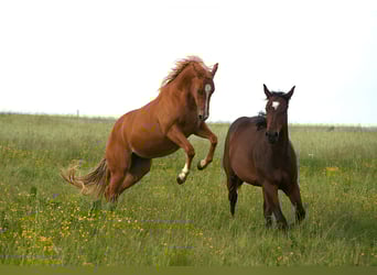 Caballo cuarto de milla, Yegua, 2 años, Alazán