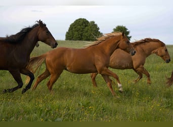 Caballo cuarto de milla, Yegua, 2 años, Alazán