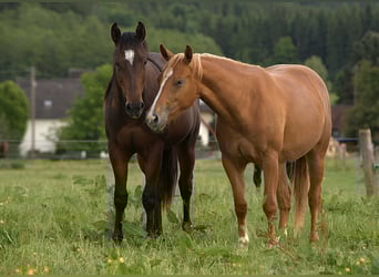 Caballo cuarto de milla, Yegua, 2 años, Alazán