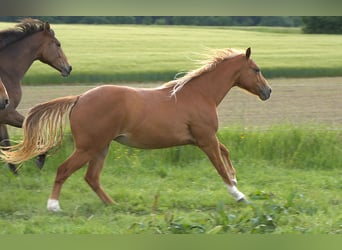Caballo cuarto de milla, Yegua, 2 años, Alazán