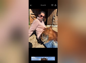 Caballo cuarto de milla, Yegua, 2 años, Alazán