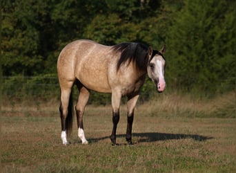 Caballo cuarto de milla, Yegua, 2 años, Buckskin/Bayo