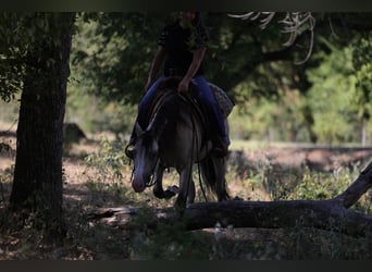 Caballo cuarto de milla, Yegua, 2 años, Buckskin/Bayo