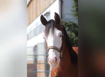 Caballo cuarto de milla, Yegua, 2 años, Castaño