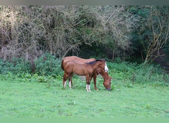 Caballo cuarto de milla, Yegua, 2 años, Castaño