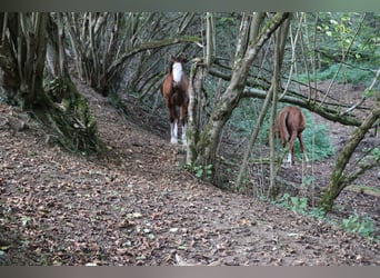 Caballo cuarto de milla, Yegua, 2 años, Castaño