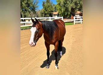 Caballo cuarto de milla, Yegua, 2 años, Castaño rojizo
