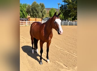 Caballo cuarto de milla, Yegua, 2 años, Castaño rojizo
