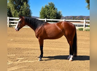 Caballo cuarto de milla, Yegua, 2 años, Castaño rojizo
