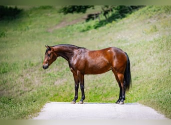 Caballo cuarto de milla, Yegua, 2 años, Castaño rojizo
