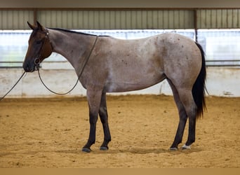 Caballo cuarto de milla, Yegua, 2 años, Castaño-ruano