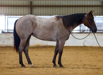 Caballo cuarto de milla, Yegua, 2 años, Castaño-ruano