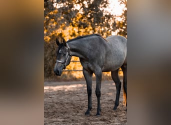 Caballo cuarto de milla, Yegua, 2 años