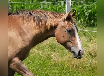 Caballo cuarto de milla, Yegua, 2 años, Musgo