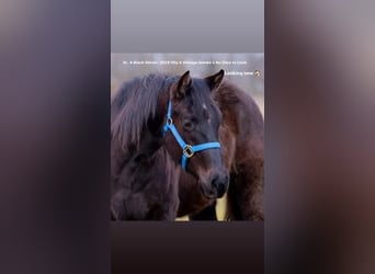 Caballo cuarto de milla, Yegua, 2 años, Negro