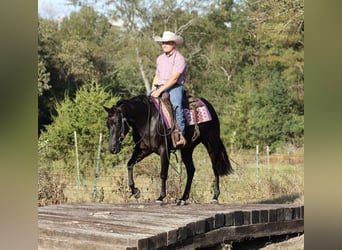 Caballo cuarto de milla, Yegua, 2 años, Negro