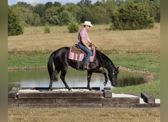 Caballo cuarto de milla, Yegua, 2 años, Negro