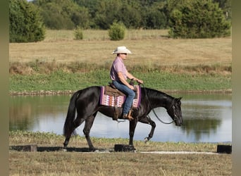 Caballo cuarto de milla, Yegua, 2 años, Negro