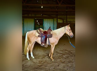 Caballo cuarto de milla, Yegua, 2 años, Palomino