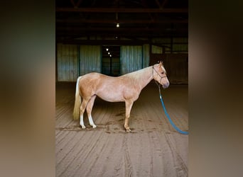 Caballo cuarto de milla, Yegua, 2 años, Palomino