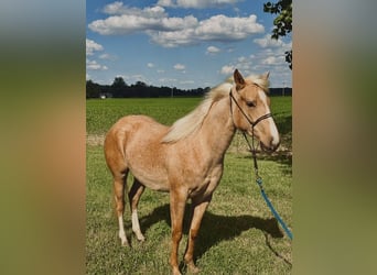 Caballo cuarto de milla, Yegua, 2 años, Palomino