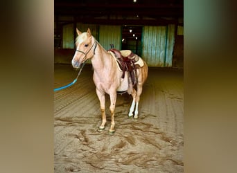 Caballo cuarto de milla, Yegua, 2 años, Palomino