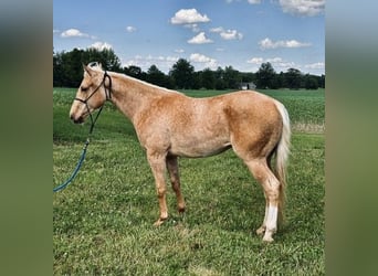 Caballo cuarto de milla, Yegua, 2 años, Palomino