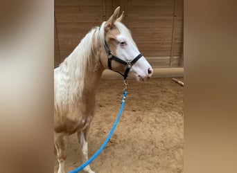 Caballo cuarto de milla, Yegua, 2 años, Palomino