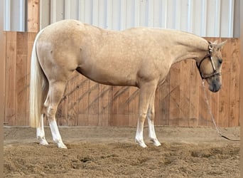 Caballo cuarto de milla, Yegua, 2 años, Palomino