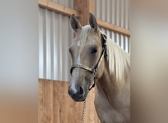 Caballo cuarto de milla, Yegua, 2 años, Palomino