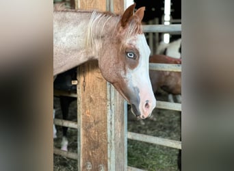 Caballo cuarto de milla, Yegua, 2 años, Ruano alazán