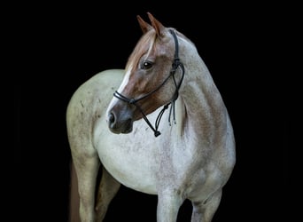 Caballo cuarto de milla, Yegua, 2 años, Ruano alazán