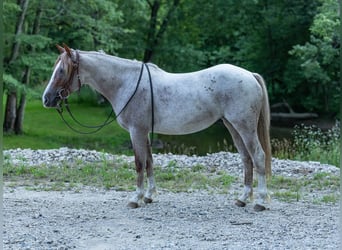 Caballo cuarto de milla, Yegua, 2 años, Ruano alazán