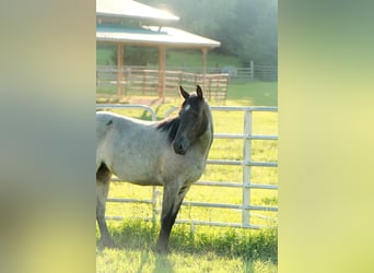 Caballo cuarto de milla, Yegua, 2 años, Ruano azulado