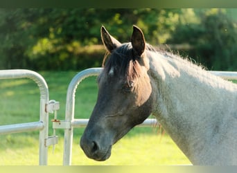 Caballo cuarto de milla, Yegua, 2 años, Ruano azulado