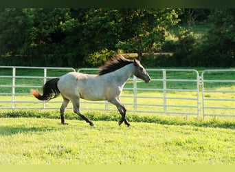 Caballo cuarto de milla, Yegua, 2 años, Ruano azulado