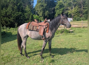 Caballo cuarto de milla, Yegua, 2 años, Ruano azulado