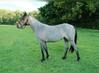 Caballo cuarto de milla, Yegua, 2 años, Ruano azulado