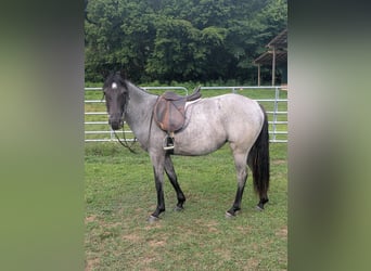 Caballo cuarto de milla, Yegua, 2 años, Ruano azulado