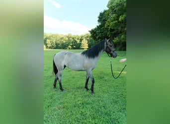 Caballo cuarto de milla, Yegua, 2 años, Ruano azulado