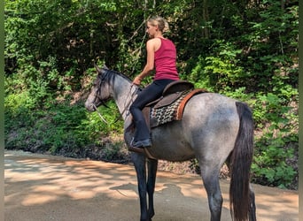 Caballo cuarto de milla, Yegua, 2 años, Ruano azulado