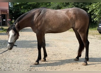 Caballo cuarto de milla, Yegua, 2 años, Tordo